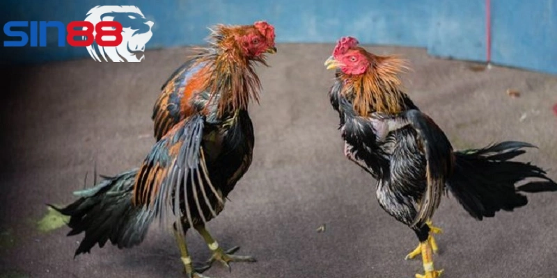 Vảy gà đẹp cho biết chiến kê có sức khỏe tốt