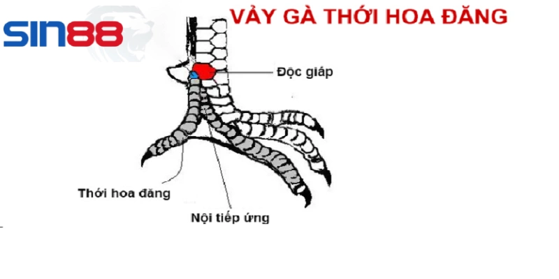 Gà có vảy hoa thới được đánh giá cao về tốc độ