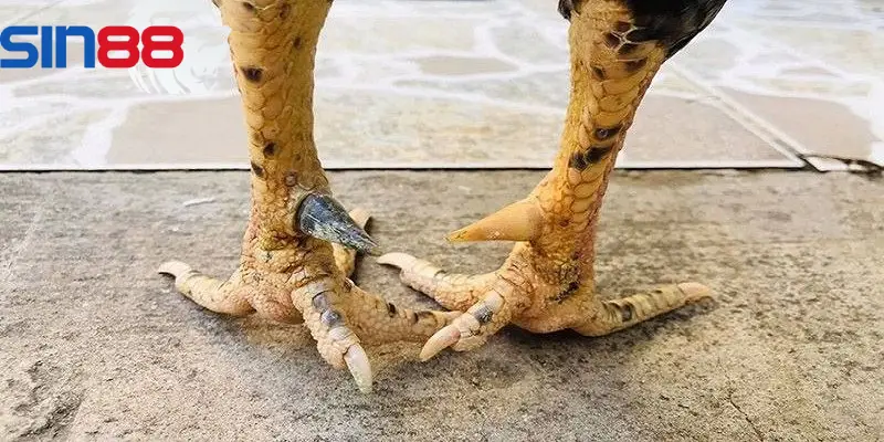Chiến kê có vảy kích cựa đẹp, khả năng chiến đấu hiệu quả cao