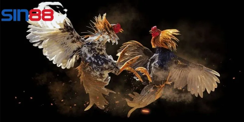 Người chơi nên chọn đăng ký đá gà cựa dao