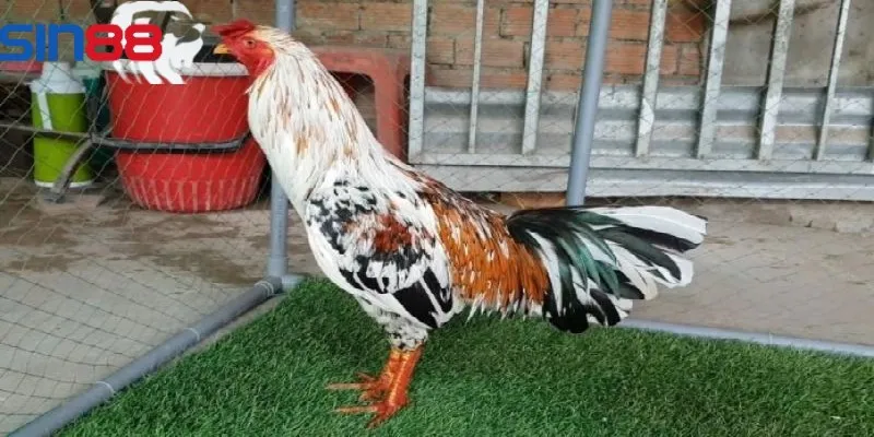 Tính thẩm mỹ của gà được đánh giá cao